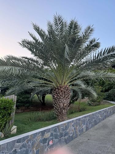 Pindo Palm, Jelly Palm, Cocos Australis, Butia capitata, Tropical Plant, Live Plant, Outdoor Tree, Exotic Plant, Low Maintenance Garden Plant (6in Pot, 20-24in)