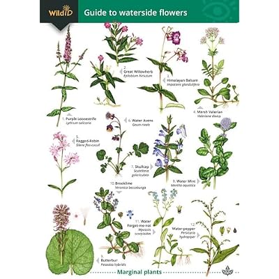 Guide to Waterside Flowers