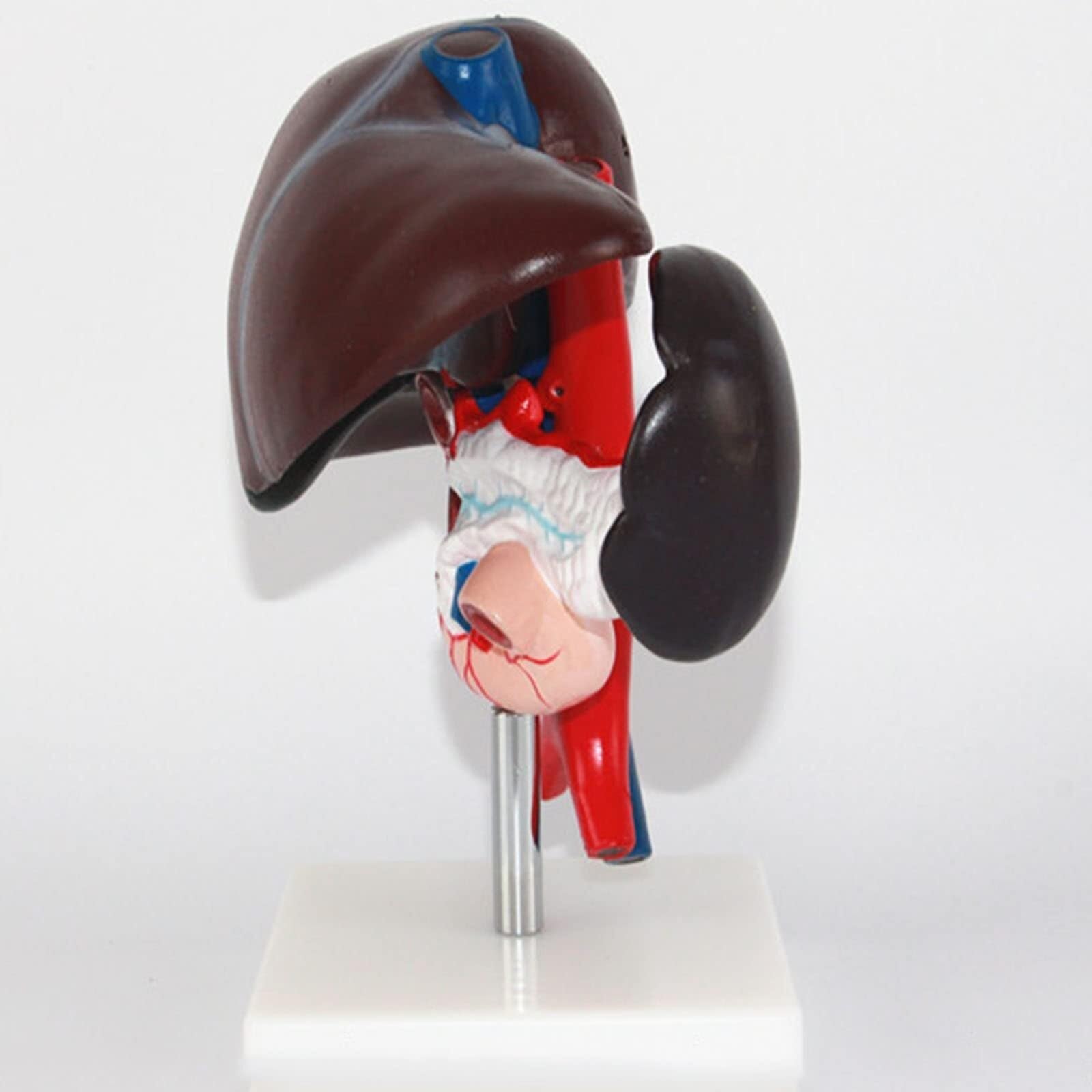 Human Organ Anatomical Model, Liver Anatomical Model, Human Liver, Pancreas, Duodenum Anatomical Model, PVC Material