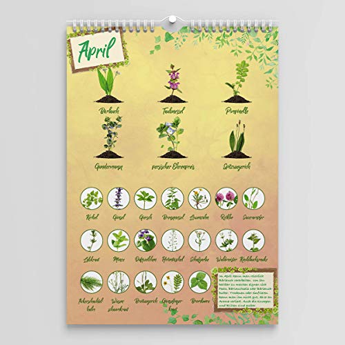 Saisonkalender für Wildkräuter und Erntekalender für Wildpflanzen