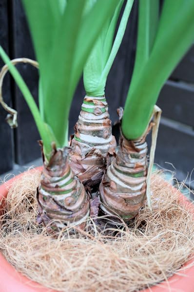 【値下げします】クワズイモ Amazon｜観葉植物 シマクワズイモ 7号サイズ｜観葉植物