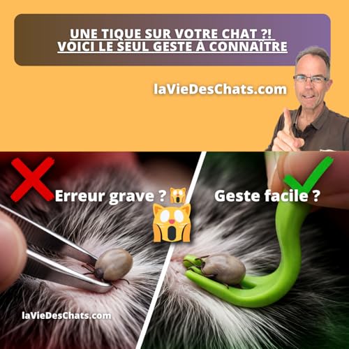 UNE TIQUE SUR VOTRE CHAT ?! VOICI LE SEUL GESTE &Agrave; CONNA&Icirc;TRE