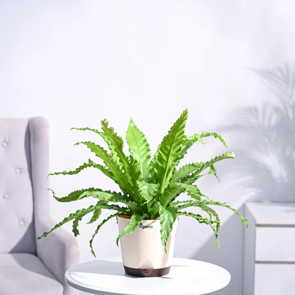 UGAOO Bird Nest Fern Plant with 7.5 Inch Self Watering Pot-image-23
