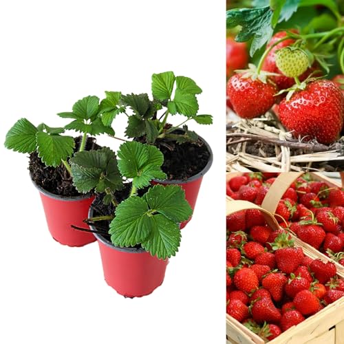 Carbeth Plants 3 x Strawberry Cambridge Favourite Fruit Plant in 9cm Pot