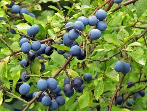 15 SEMI DI PRUNUS SPINOSA