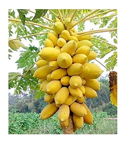 Plant House Live Golden Papaya/Papita Fruit Plant With Pot - Healthy Plant (B08P6X2H8C) Amazon Price History, Amazon Price Tracker