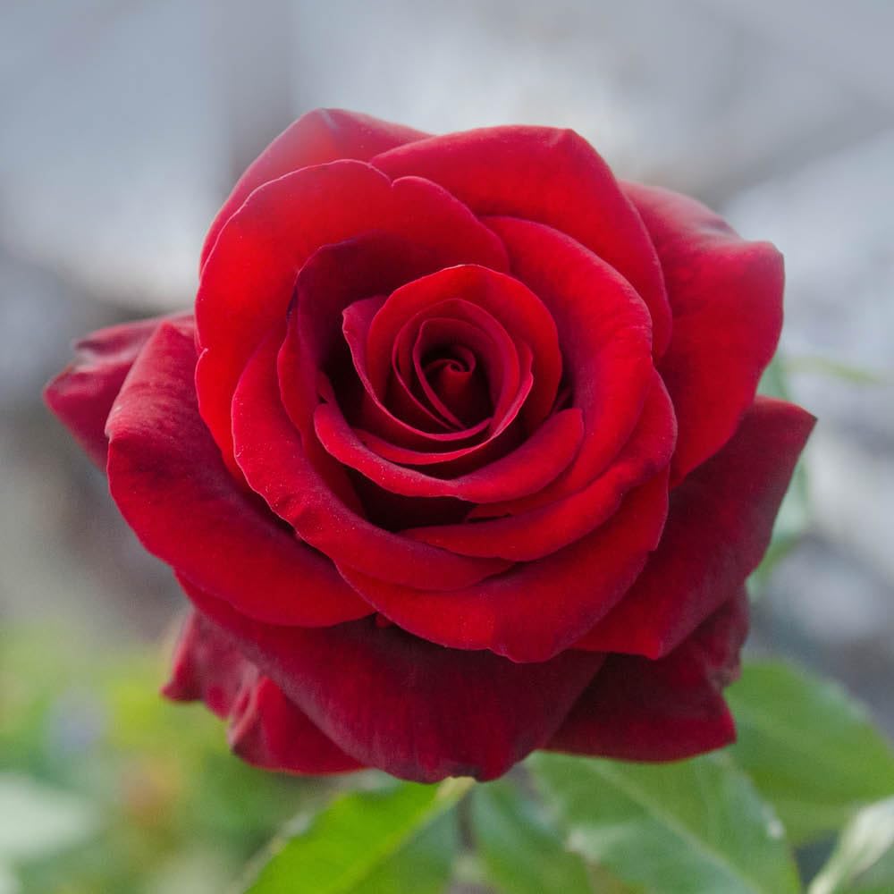 Yougarden Red Harkness Roses Adam's Rose, Gift Wrapped Established Plant In 4 Litre Pot, Ready To Plant Bush Rose For Pots, Beds, Or Borders, Deep Hybrid Tea Flowers In Summer And Autumn