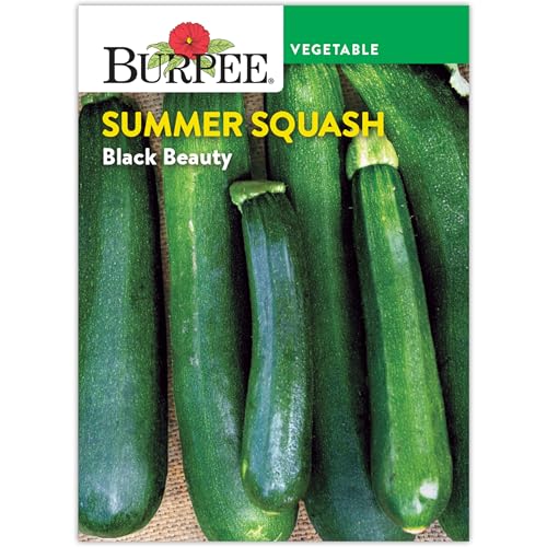 Burpee 'Black Beauty' Heirloom Zucchini Squash Seeds - Non-GMO, Summer Squash, Direct Sow, 4.5gm Seed Packet for Home Gardening