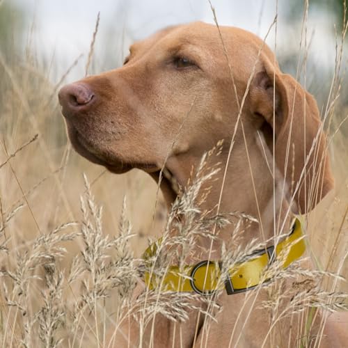 Image of Dogline Biothane Waterproof Dog Collar Strong Coated Nylon Webbing with Black Hardware Odor- Proof for Easy Care Easy to Clean High Performance Fits Small Medium or Large Dogs, Treasure Gold