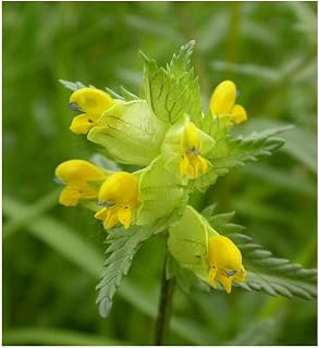 PREMIER SEEDS DIRECT Yellow Rattle - 20 Gram ~ 6000 Seeds - RHINANTHUS Minor - Bulk