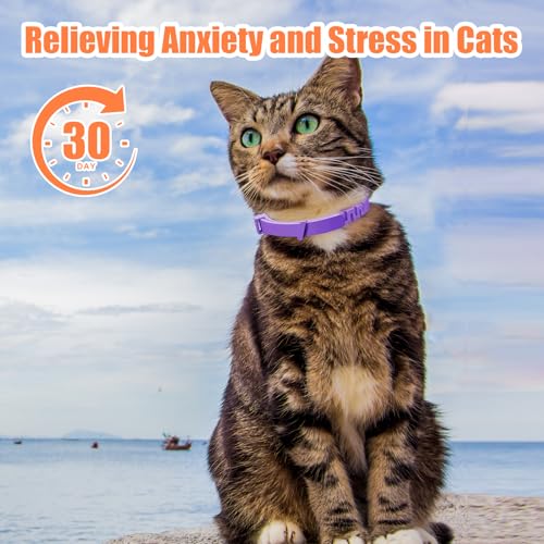 Beruhigendes Halsband für Katzen, 4-teilig, Anti-Stress, natürlich, mit Pheromonen, Farbe Violett, Größe verstellbar und 30 Tage Effekt, für Kätzchen und erwachsene Katzen