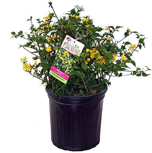 Kerria Japonica 'Golden Guinea' (Japanese Kerria) Shrub, Yellow Flowers, #2 - Size Container #TOP13