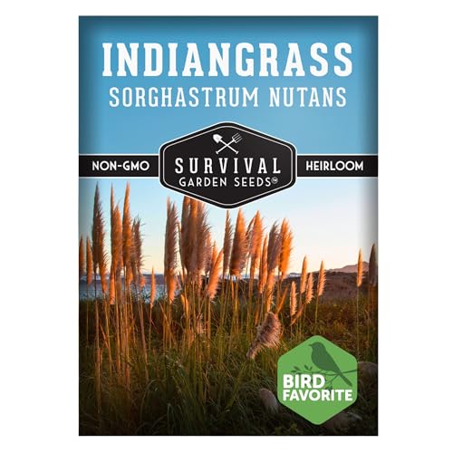 Survival Garden Seeds - Indiangrass Seeds for Planting (Sorghastrum nutans) | Golden Prairie Plant | Drought-Tolerant North American Native Grass - 1 Pack