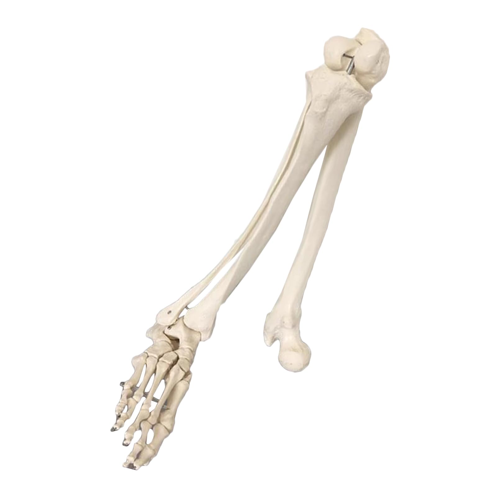 Anatomisches Fußmodell In Lebensgröße – Realistisches Skelett Mit Beweglichen Knochen Für Medizin, Studium & Dekoration
