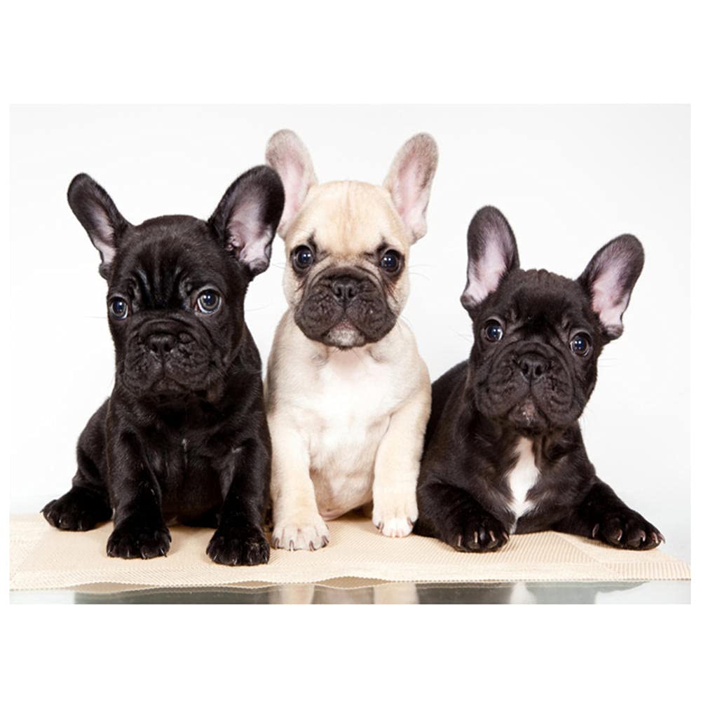 Kit Diamond Painting 5D YSCOLOR – Bulldog Francese – Fai Da Te Con Diamanti Rotondi 30x40cm - 2