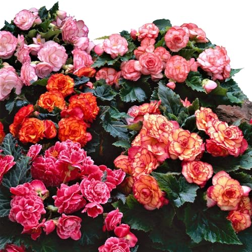 Easy to Grow Begonia Cascade Mix 6 Bulbs - Colorful Blooms for Hanging Baskets & Planters Shade Tropical