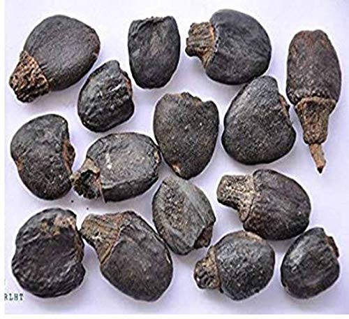Divesh Store Bhilawa Seed - 100Grm - Semecarpus Anacardium Seed - Marking Nut Seed - Bile Semecarpus Anacardium Linn Seed - भिलावा (B07PMTYWF3) Amazon Price History, Amazon Price Tracker