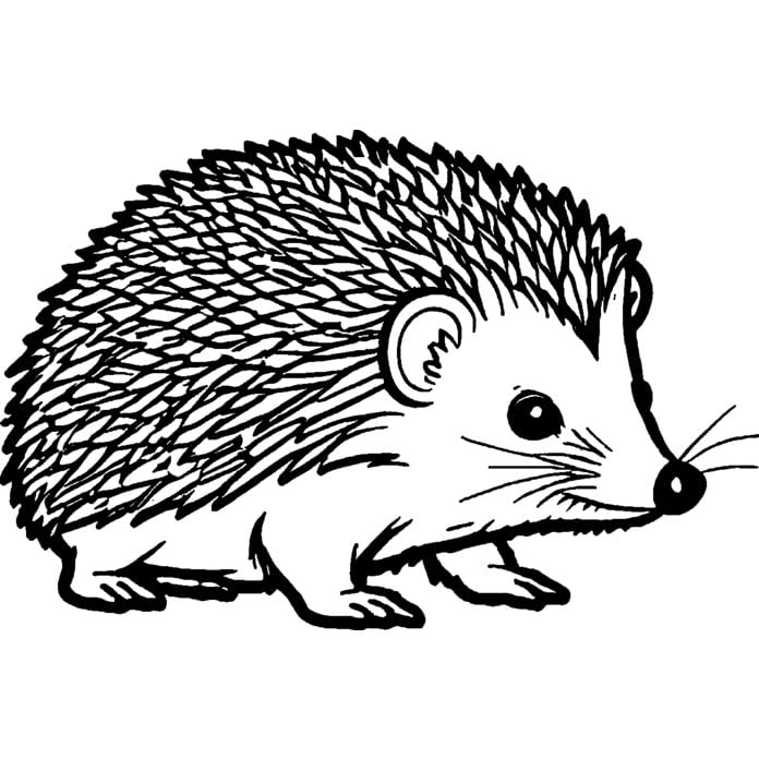 Azeeda 'Cute Hedgehog' Unmounted Rubber Stamp - A8 (RS00052648)