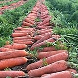 karottensamen - deko möhren winterhart garten bio balkon 1000pcs