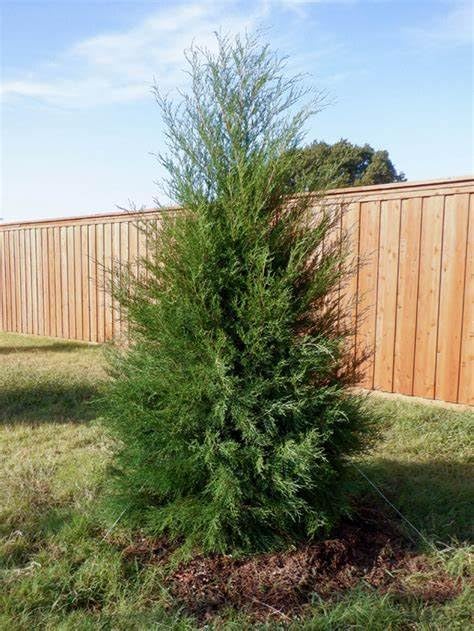 5 Easten Red Cedar Planters, 1 ft Tall