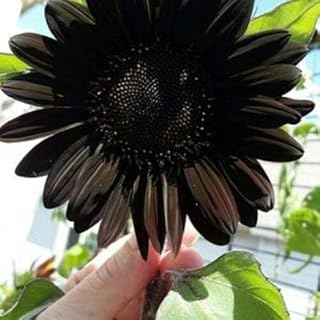 Fresh Seeds - 50 Deep Black Sunflower Seeds Plants Garden Planting 50 Pack