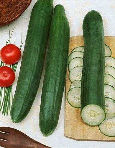 Sweet Slice Hybrid Cucumber Seeds - Mild Flavor And No Trace Of Bitterness(50 - Seeds) #TOP1