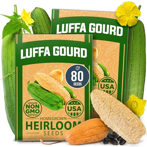 Image of HOME GROWN Luffa Seeds 80+ Heirloom Non-GMO Loofah Gourd Seeds for Planting, High Germination, Natural Bath Sponges, Edible Vining Vegetable Garden, Harvest Young Gourd (Luffa aegyptiaca)