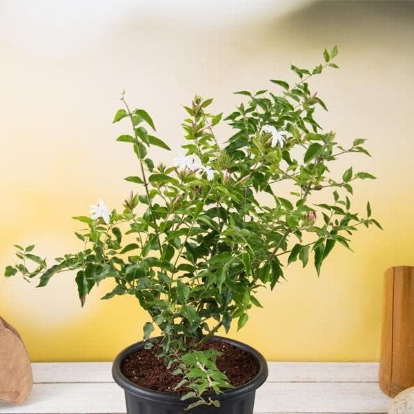 Jasminum Polyanthum (Pink Jasmine) – Fragrant Indoor/Outdoor Plant