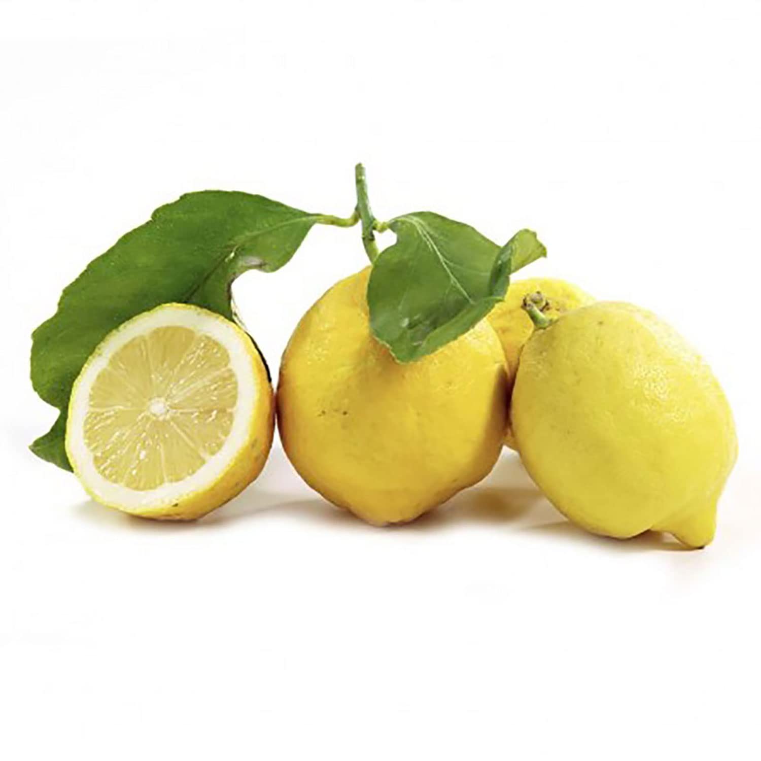 SAVINI VIVAI Pianta di Limone Albero Agrumi Limone Ovale di Sorrento in Fitocella Altezza 100-120 cm di 1 anno di Innesto Made Italy