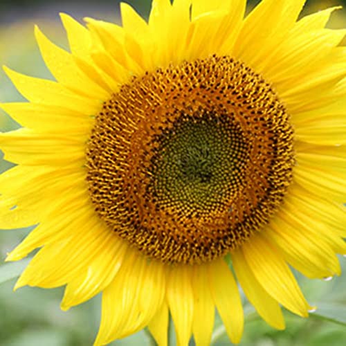 Saterkali Semi di Girasole Giganti, 20/50 Pz Semi di Girasole Giganti Helianthus Fiore Casa Giardino Pianta Ornamentale 20 pezzi Semi di girasole