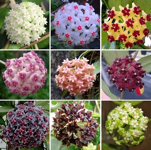 Image of Hoya Wax Plant Live Combo (4 Assorted Mystery Varieties) Rooted Indoor Hanging Vine Rare Collector Porcelain Flower Plant by Green Earth