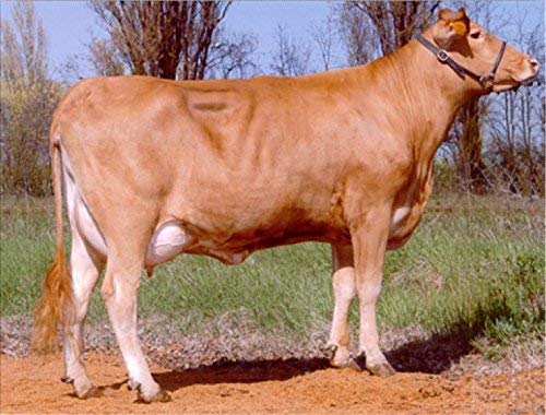 Consorzio Vacche Rosse - Parmigiano Reggiano DOP Rode Koeien - 1 Kg (24 Maanden) - Image 4