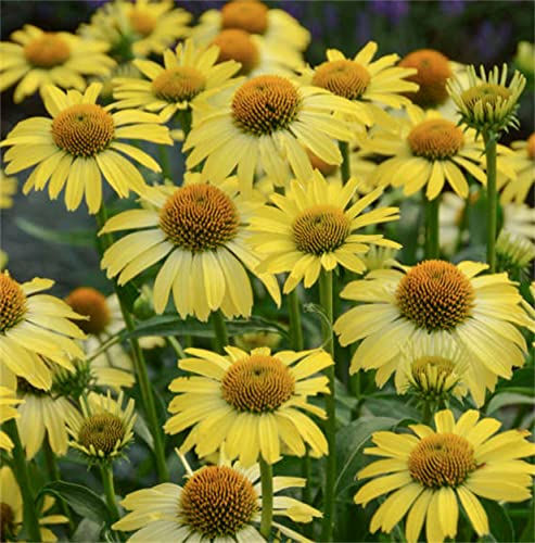 Hterdr Mixed Color Flowers 200Pce Echinacea Purpurea Seeds - Purple Coneflower - Perennial Herb Flower Seeds #TOP1