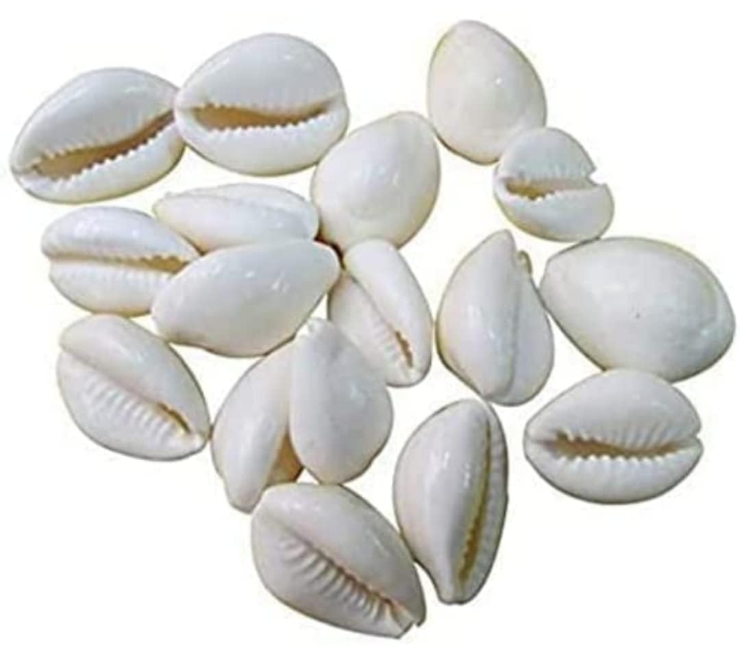 Natural White Cowrie/Kaudi/Kawri/Kori Sea Shell For Puja And Multi Purpose Uses(Pack of 20)