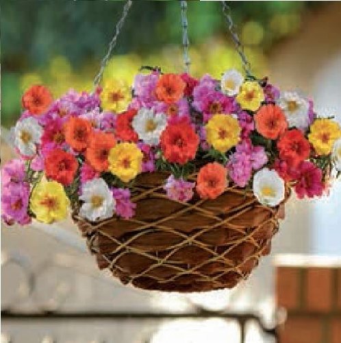 Flower - Portulaca Happy Trails Mix - 40