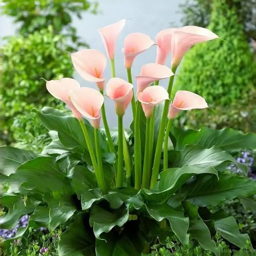 Bulbos de lirio de cala - resistentes jardín exóticas cubierta 3pcs