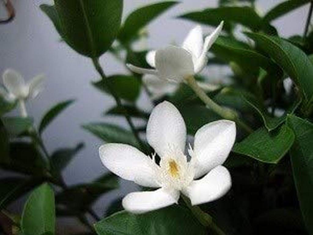 Creative Farmer Live Jasmine Plant Srilankan Flower Wrightia Zeylanica Container Plants For Summer Garden Plant(1 Healthy Live Plant) (PLANT-31-SRIMULLA19ll@) (B08Q8K9B78) Amazon Price History, Amazon Price Tracker