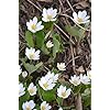 Amazon.com : Bloodroot Seeds for Planting (30 Seeds) - Sanguinaria ...