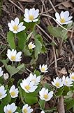 Bloodroot Seeds for Planting (30 Seeds) - Sanguinaria Canadensis - Medicinal Plant