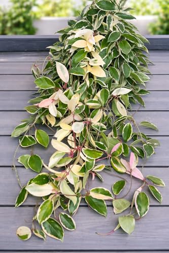 4 Inch Hoya Crimson Queen | Variegated Wax Plant | Rare Indoor Houseplant | Live Plant