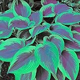 Die Farbe ist so weiß wie Jade und der Duft ist angenehm.