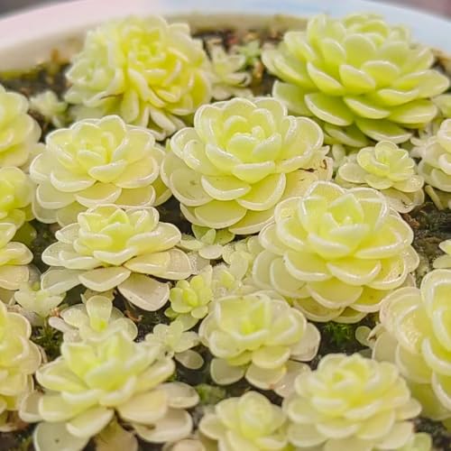 plantas carnívoras - semillas de mantecosa plantas de interior interior decorativas - raras - macetas suculentas resistentes semillas jardín balcón con camas elevadas exóticas bonsái 150pcs
