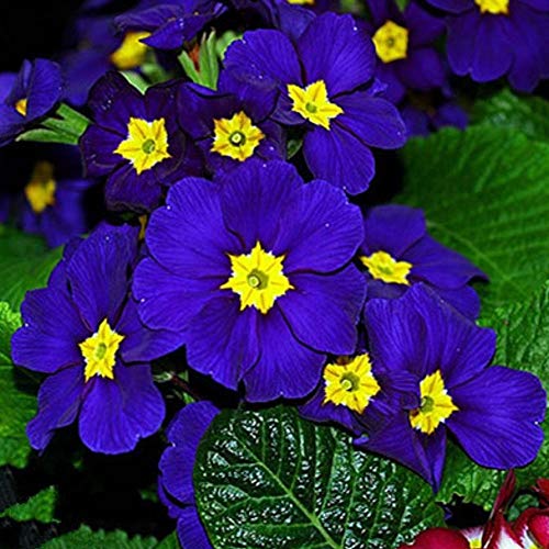 Portal Cool 100 Rare Blue Evening Primrose Seeds