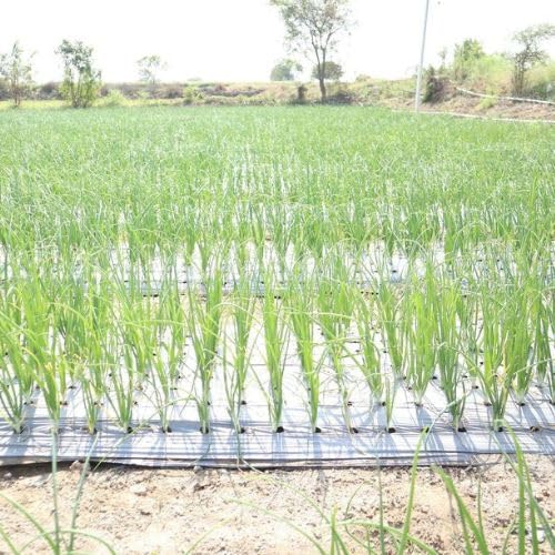 OM SAI AGRO 25 Micron Pre-Punched Mulching Sheet for Onion & Garlic Cultivation, 4x4 Inch Holes, 10-Line Design, 400 Meter Length, 4 Feet Width-image-45