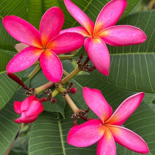 frangipani comprar semillas   plumeria   Comprar, interior de frangipani, balcón, decoración salón de hoja perenne, regalos 60pcs