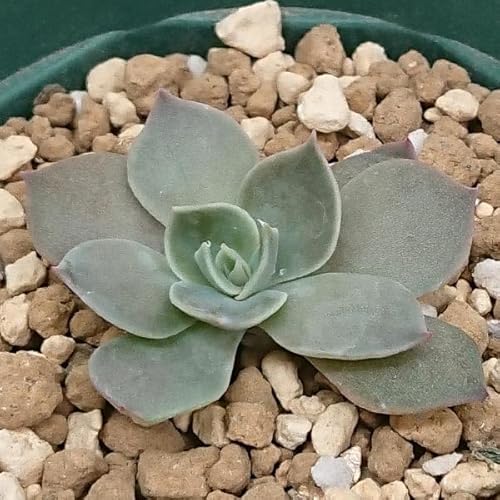 A GPxA WCX Jbgc 7.5cm|bgŎBe