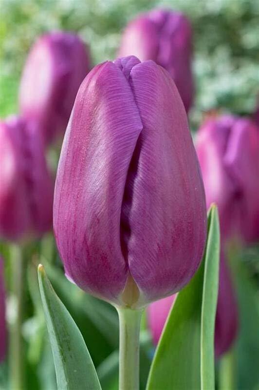 Plantogallery Imported Tulip Bulbs (Purple Prince 1pc) (B0CLF3ZXBV) Amazon Price History, Amazon Price Tracker