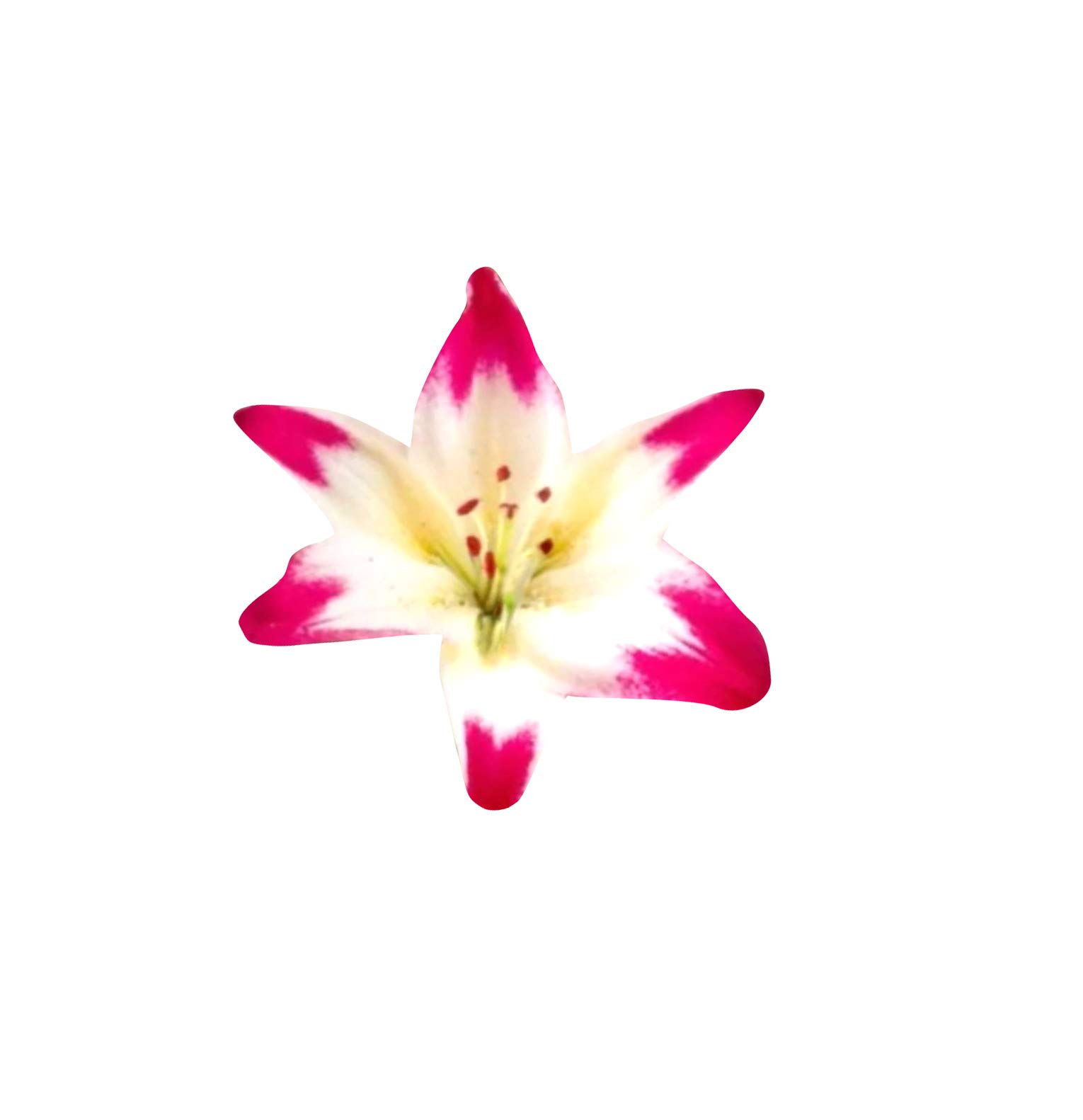 Nema Lily Flower Seeds-Pink and Lemon-100Pcs