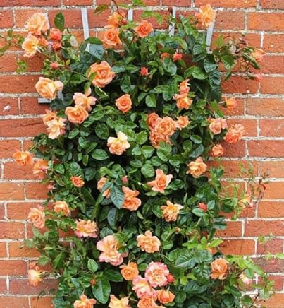 Scent from Heaven Climbing Rose Orange and Salmon Blooms 3L Pot Grows to 3m Fruity Fragrance