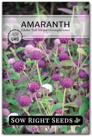 Sow Right Seeds - Tall Mixed Globe Amaranth Seeds for Planting - ...